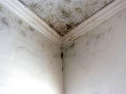 Port Angeles, WA Mold Removal Services Company