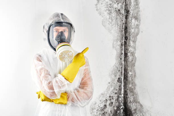 Best Emergency Mold Remediation  in Port Angeles, WA