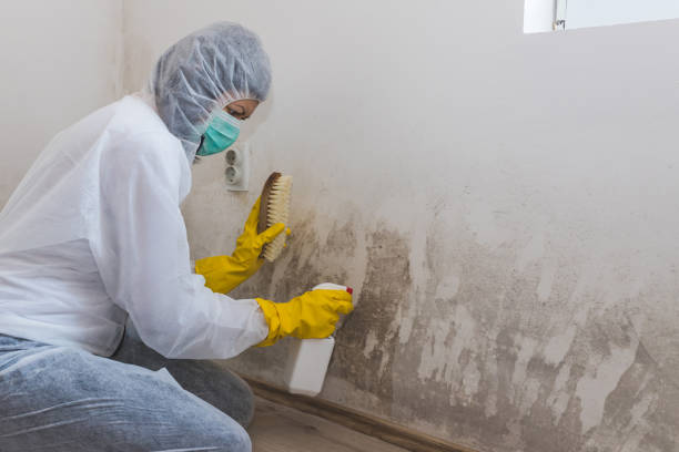 Best Environmental Consulting for Mold Prevention  in Port Angeles, WA